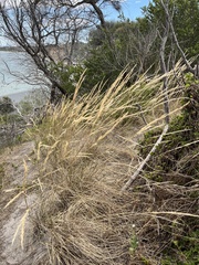 Austrostipa flavescens