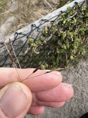 Austrostipa flavescens