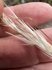 Austrostipa flavescens
