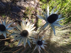 Eryngium proteiflorum
