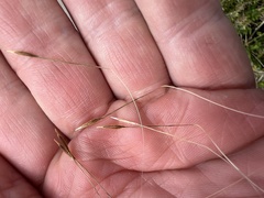 Austrostipa flavescens