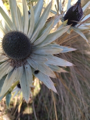 Eryngium proteiflorum