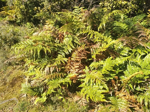 Image of Stumpy Tree Fern (Dicksonia lanata) by (c) Leon Perrie, some rights reserved (CC BY)