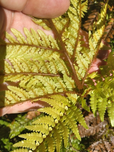 Image of Dicksonia lanata by (c) Leon Perrie, some rights reserved (CC BY)