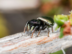 Heliophanus chovdensis