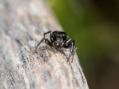 Heliophanus chovdensis