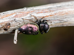 Heliophanus chovdensis