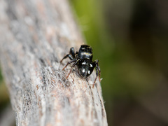 Heliophanus chovdensis