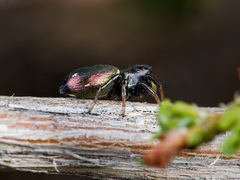 Heliophanus chovdensis