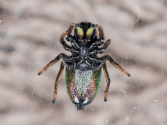 Heliophanus chovdensis