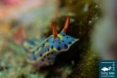 Hypselodoris festiva