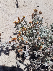 Helichrysum cochleariforme