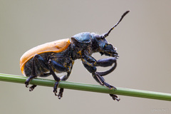 Labidostomis taxicornis
