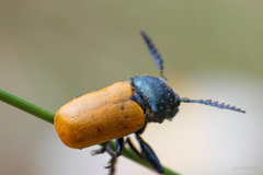 Labidostomis taxicornis