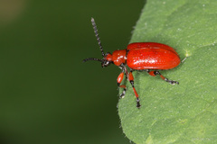 Lilioceris merdigera