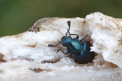 Necrobia violacea