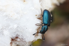 Necrobia violacea