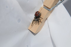 Phidippus insignarius