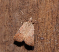 Tortricopsis semijunctella