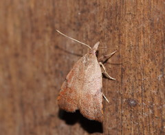 Tortricopsis semijunctella