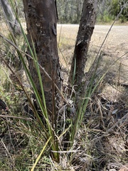 Dianella tarda