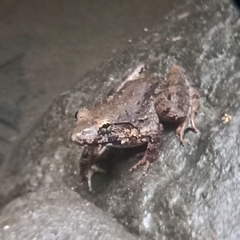 Limnonectes blythii