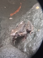 Limnonectes blythii