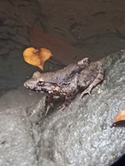Limnonectes blythii