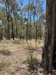 Dianella tarda