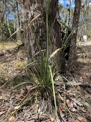 Dianella tarda