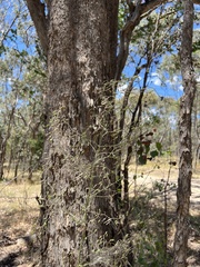Dianella tarda