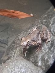 Limnonectes blythii