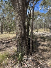 Dianella tarda