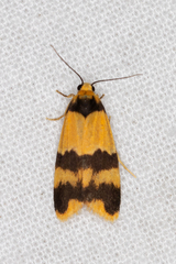 Stenoscaptia venusta