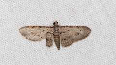 Sigilliclystis insigillata