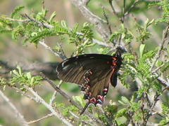 Papilionidae