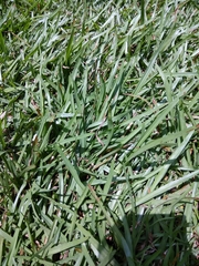 Eremochloa ophiuroides