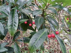 Ardisia crenata