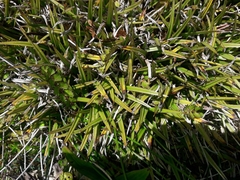 Astelia linearis
