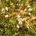 Dracophyllum filifolium × D recurvum - Photo (c) Leon Perrie, some rights reserved (CC BY)
