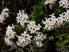 Pimelea buxifolia