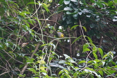 Phyllergates cucullatus