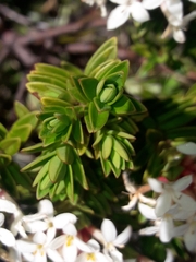 Pimelea buxifolia