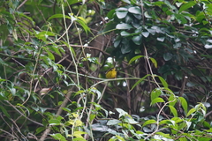 Phyllergates cucullatus