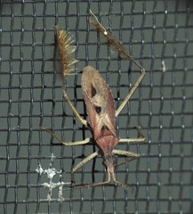 Dactylopodocoris agilis