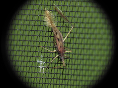 Dactylopodocoris agilis