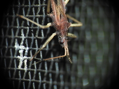 Dactylopodocoris agilis