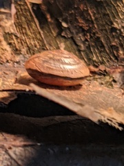 Nitor medioximus