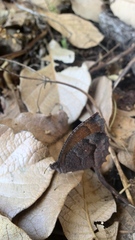 Pindis squamistriga