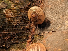 Nitor medioximus